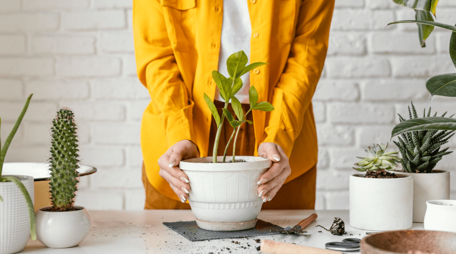 Transforming Your Vacation Rental with Plants: A Smart Move for Hosts in Ashville, NC